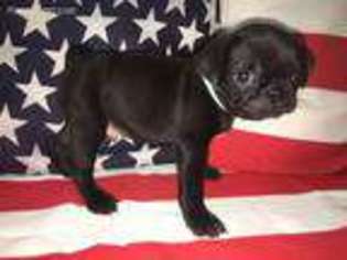 Pug Puppy for sale in Lexington Park, MD, USA