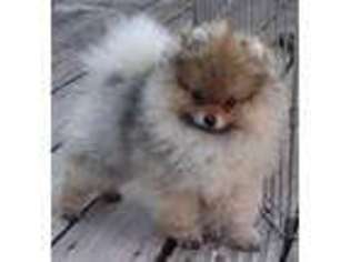 Pomeranian Puppy for sale in Santa Rosa, CA, USA