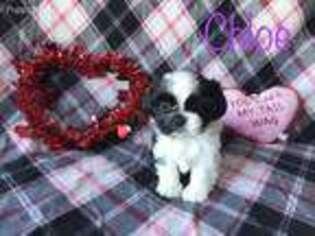 Mutt Puppy for sale in Madison, MO, USA