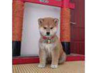 Shiba Inu Puppy for sale in Castro Valley, CA, USA