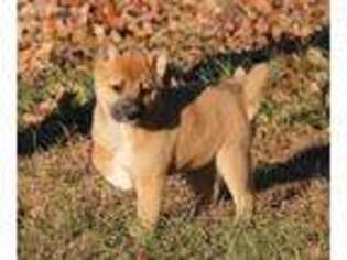 Shiba Inu Puppy for sale in Falcon, MO, USA