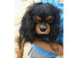 Cavalier King Charles Spaniel Puppy for sale in Albuquerque, NM, USA