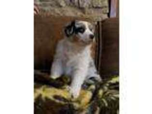 Australian Shepherd Puppy for sale in Nocona, TX, USA