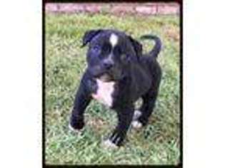American Bulldog Puppy for sale in West Covina, CA, USA