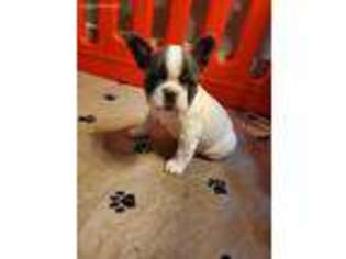 French Bulldog Puppy for sale in Fostoria, MI, USA