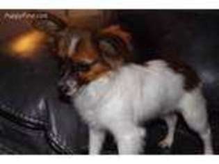 Papillon Puppy for sale in Newberry, IN, USA