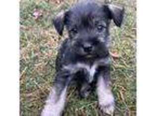 Mutt Puppy for sale in Rices Landing, PA, USA
