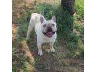 French Bulldog Puppy for sale in Chatham, VA, USA