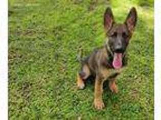 German Shepherd Dog Puppy for sale in Clermont, FL, USA