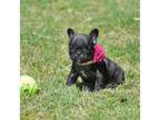 French Bulldog Puppy for sale in Pilot Point, TX, USA