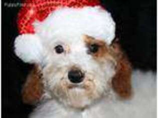 Mutt Puppy for sale in Wheelersburg, OH, USA