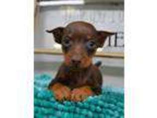 Miniature Pinscher Puppy for sale in Pomona, MO, USA