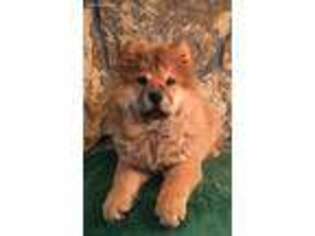 Chow Chow Puppy for sale in Saint Elizabeth, MO, USA