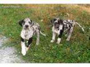 Great Dane Puppy for sale in Auburn, WA, USA