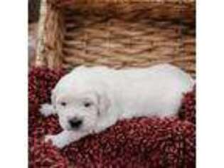 Mutt Puppy for sale in Milaca, MN, USA