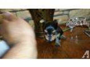 Yorkshire Terrier Puppy for sale in CANYON LAKE, TX, USA