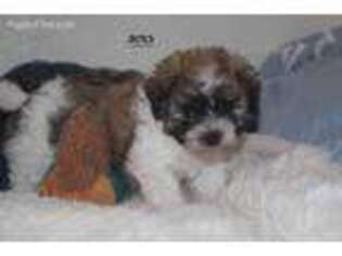 Mutt Puppy for sale in Daly City, CA, USA