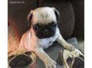 Pug Puppy for sale in Barry, IL, USA