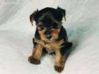 Yorkshire Terrier Puppy for sale in Jefferson, GA, USA
