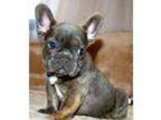 French Bulldog Puppy for sale in Castroville, CA, USA