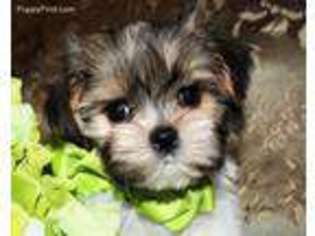 Shorkie Tzu Puppy for sale in Payson, AZ, USA