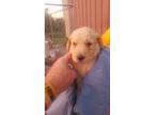 Labradoodle Puppy for sale in Sullivan, IL, USA