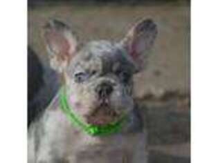 French Bulldog Puppy for sale in Great Falls, VA, USA