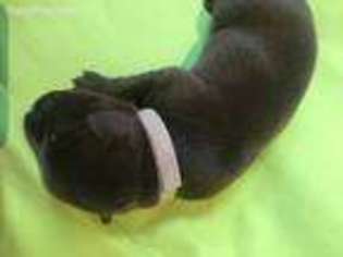 Labrador Retriever Puppy for sale in Bakersfield, CA, USA