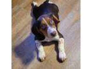 Beagle Puppy for sale in Stony Point, NY, USA