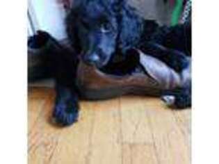 Goldendoodle Puppy for sale in Amherst, VA, USA