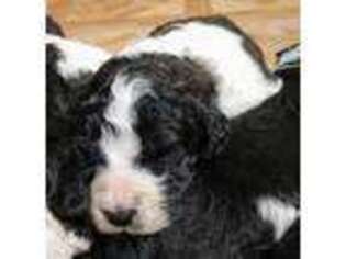 Saint Berdoodle Puppy for sale in Marion, TX, USA