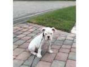 Olde English Bulldogge Puppy for sale in Sarasota, FL, USA