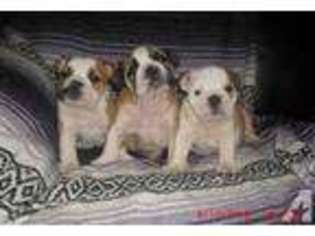 Bulldog Puppy for sale in BADEN, PA, USA