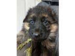 German Shepherd Dog Puppy for sale in Bradford, OH, USA