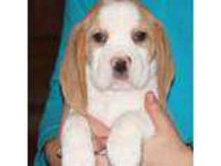 Beagle Puppy for sale in Morrill, KS, USA