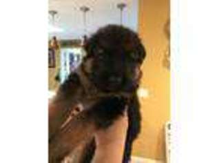 German Shepherd Dog Puppy for sale in Newburgh, NY, USA