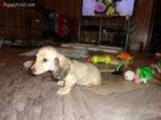 Dachshund Puppy for sale in Pinson, AL, USA