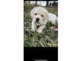 Labrador Retriever Puppy for sale in Anderson, SC, USA