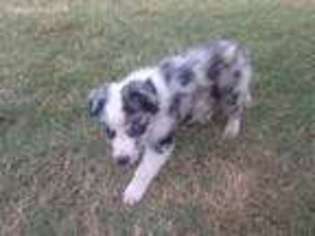 Border Collie Puppy for sale in Whitesboro, TX, USA