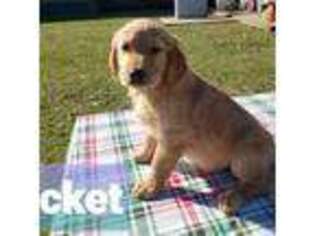 Golden Retriever Puppy for sale in Blythe, GA, USA