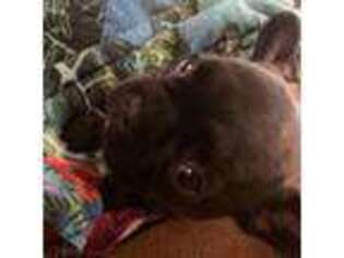 French Bulldog Puppy for sale in Pearcy, AR, USA