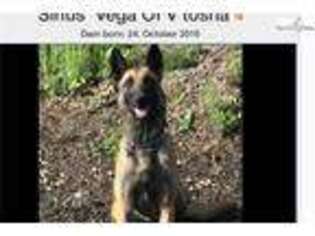 Belgian Malinois Puppy for sale in Knoxville, TN, USA