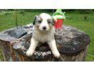 Australian Shepherd Puppy for sale in Saugerties, NY, USA
