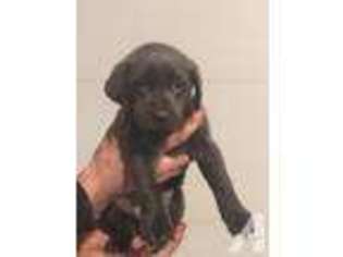 Labrador Retriever Puppy for sale in RICHWOOD, OH, USA