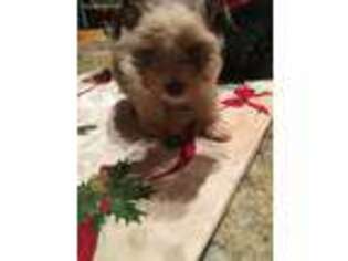 Mutt Puppy for sale in Rushville, OH, USA