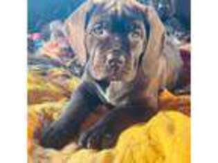 Cane Corso Puppy for sale in Charlottesville, VA, USA