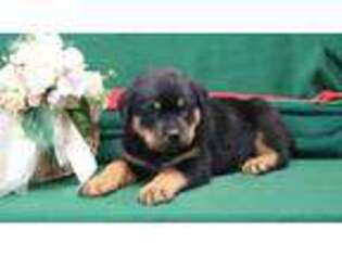 Rottweiler Puppy for sale in East Earl, PA, USA