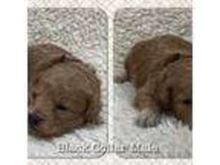 Mutt Puppy for sale in Waldorf, MD, USA