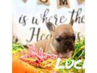French Bulldog Puppy for sale in Bayfield, CO, USA