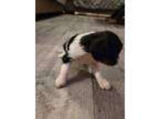 Cavalier King Charles Spaniel Puppy for sale in La Russell, MO, USA